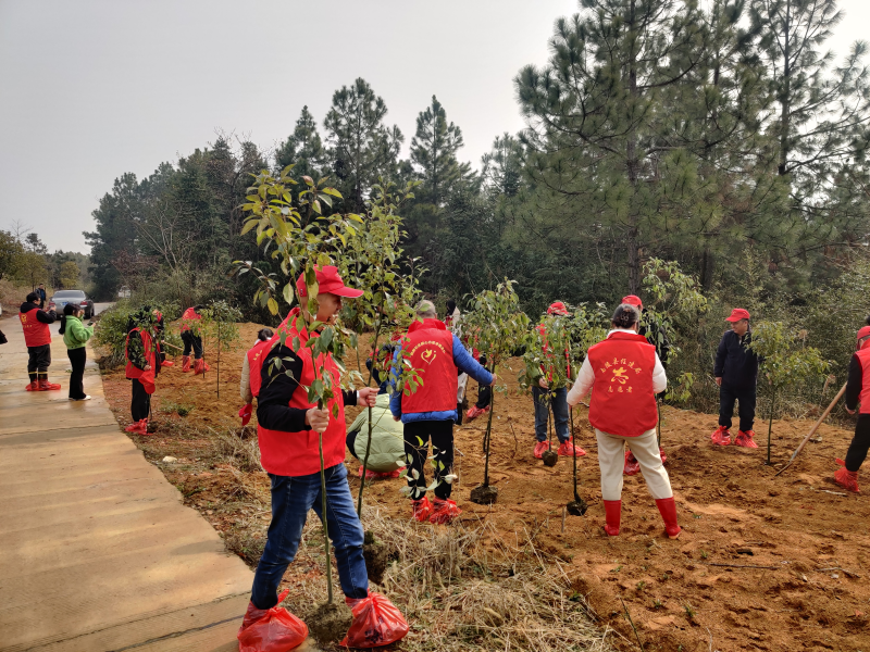 南陵县籍山镇逸和社区展开“联袂植新绿 共修复兴林”植树运动